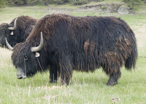 super wooly yak bull Ozzie